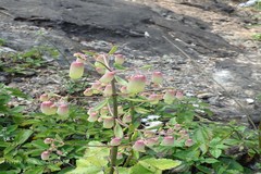 Bryophyllum pinnatum